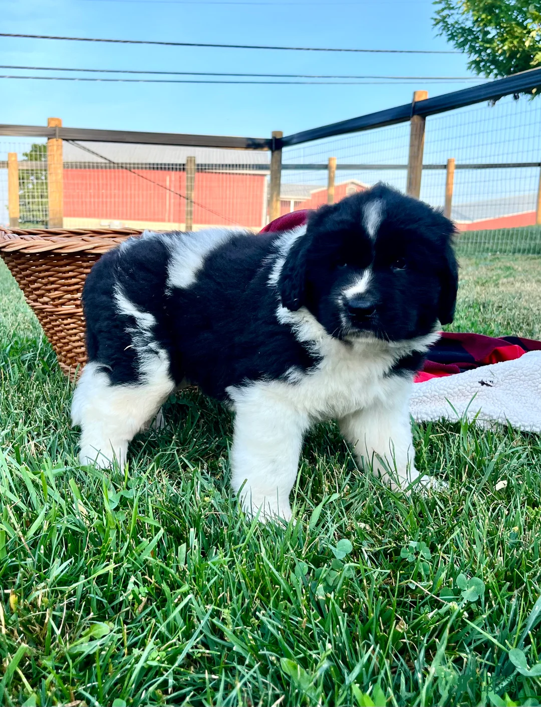 Newfoundland dogs for sale: Madison ❤️AKC Genetic Tested❤️Text  or call to schedule a visit - Ad 1