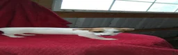 Jack Russell Terrier dogs for sale: Flora - Ad 6