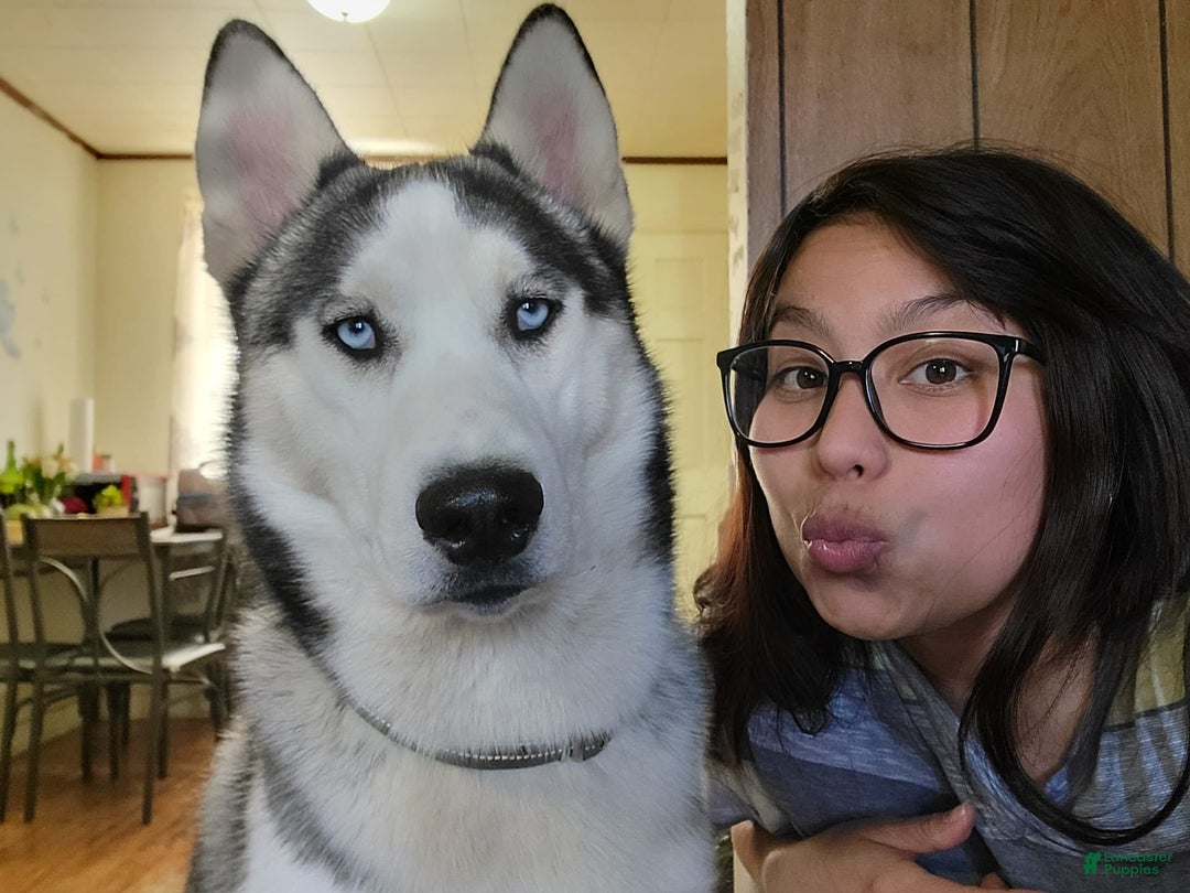 Gallery Image {{count}}