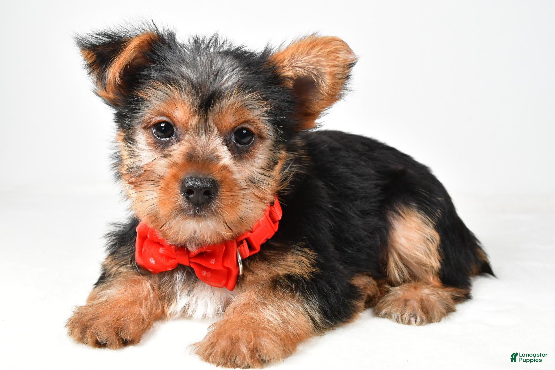 Yorkshire Terrier dogs Rizzo - Ad 2