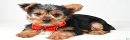 Yorkshire Terrier dogs for sale: Rizzo - Ad 2