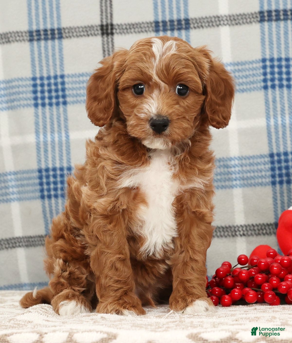 Cavapoo dogs Jimmy - Ad 10