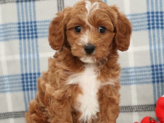 Cavapoo dogs Jimmy - Ad 6