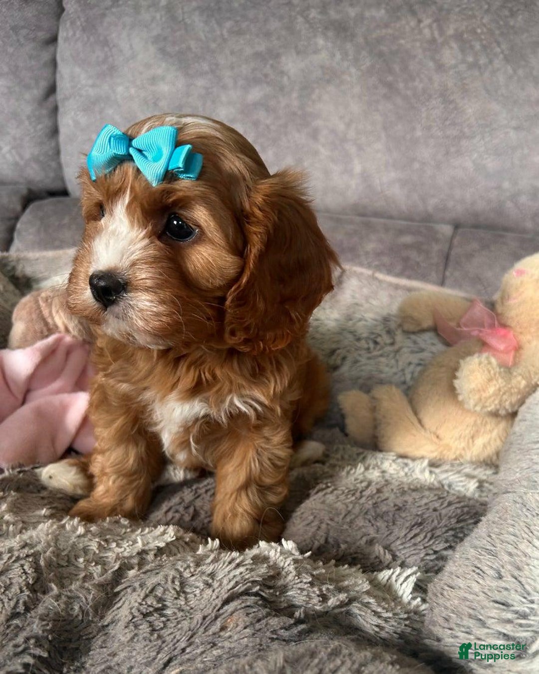 Cavapoo dogs for sale: Bella - Ad 6