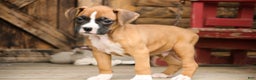 Boxer dogs for sale: Russel - Ad 8