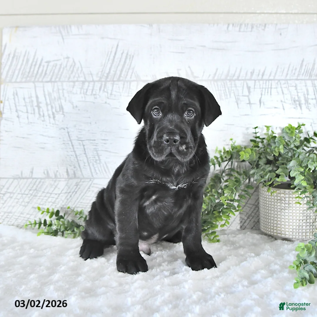 Mini Hippo dogs for sale: Marshal - Ad 2