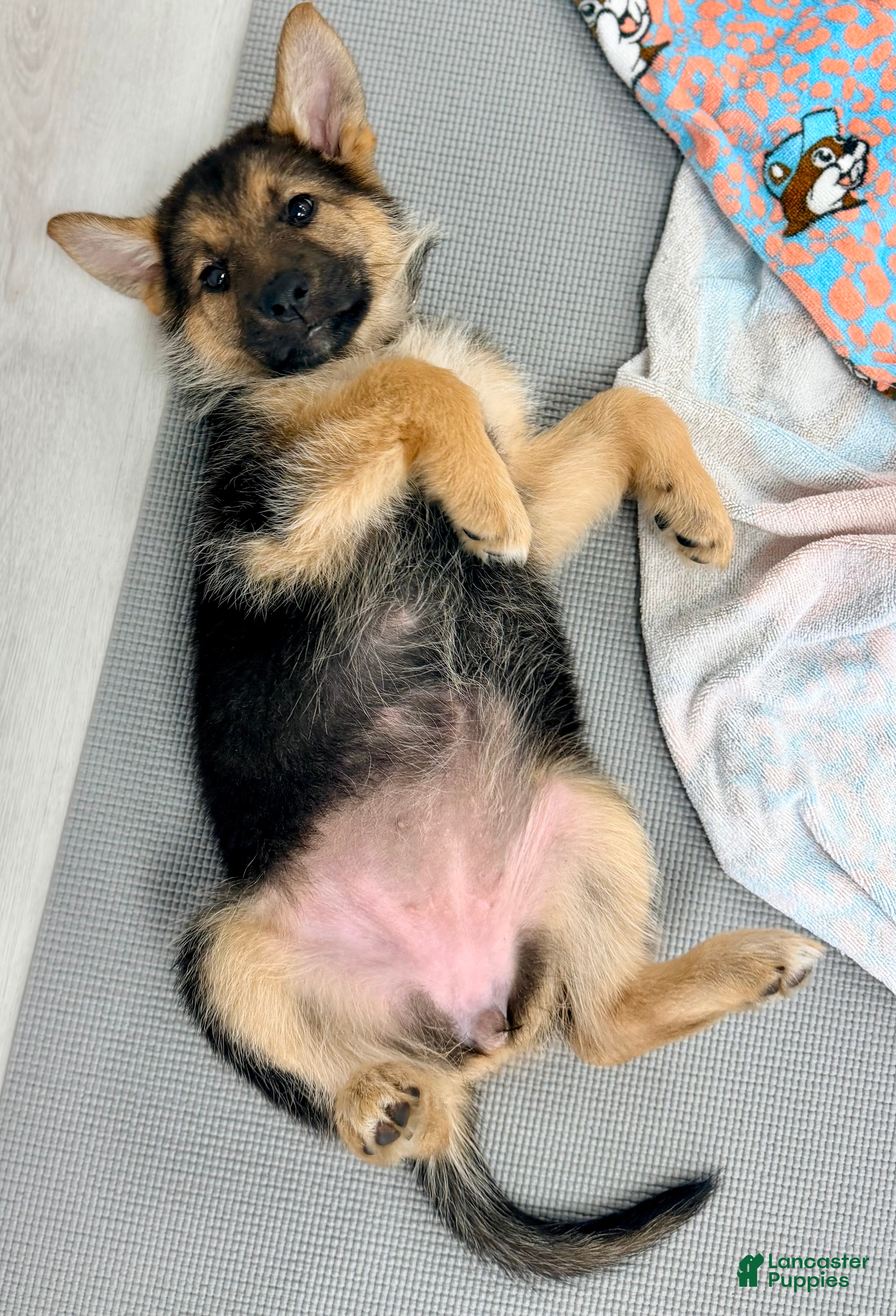 German Shepherd dogs Axle - Ad 34