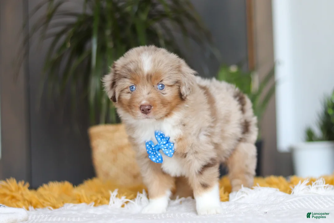 Australian Shepherd dogs for sale: Marlu - Ad 7