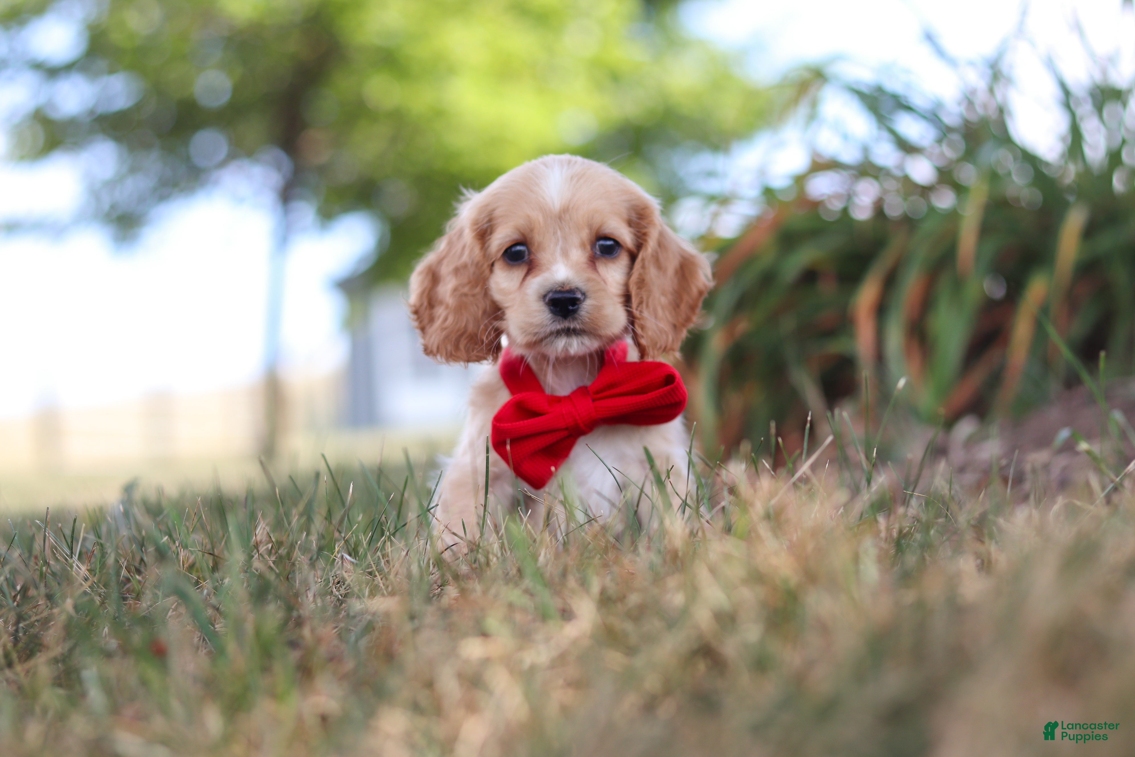 Cocker Spaniel dogs Boone - Ad 1