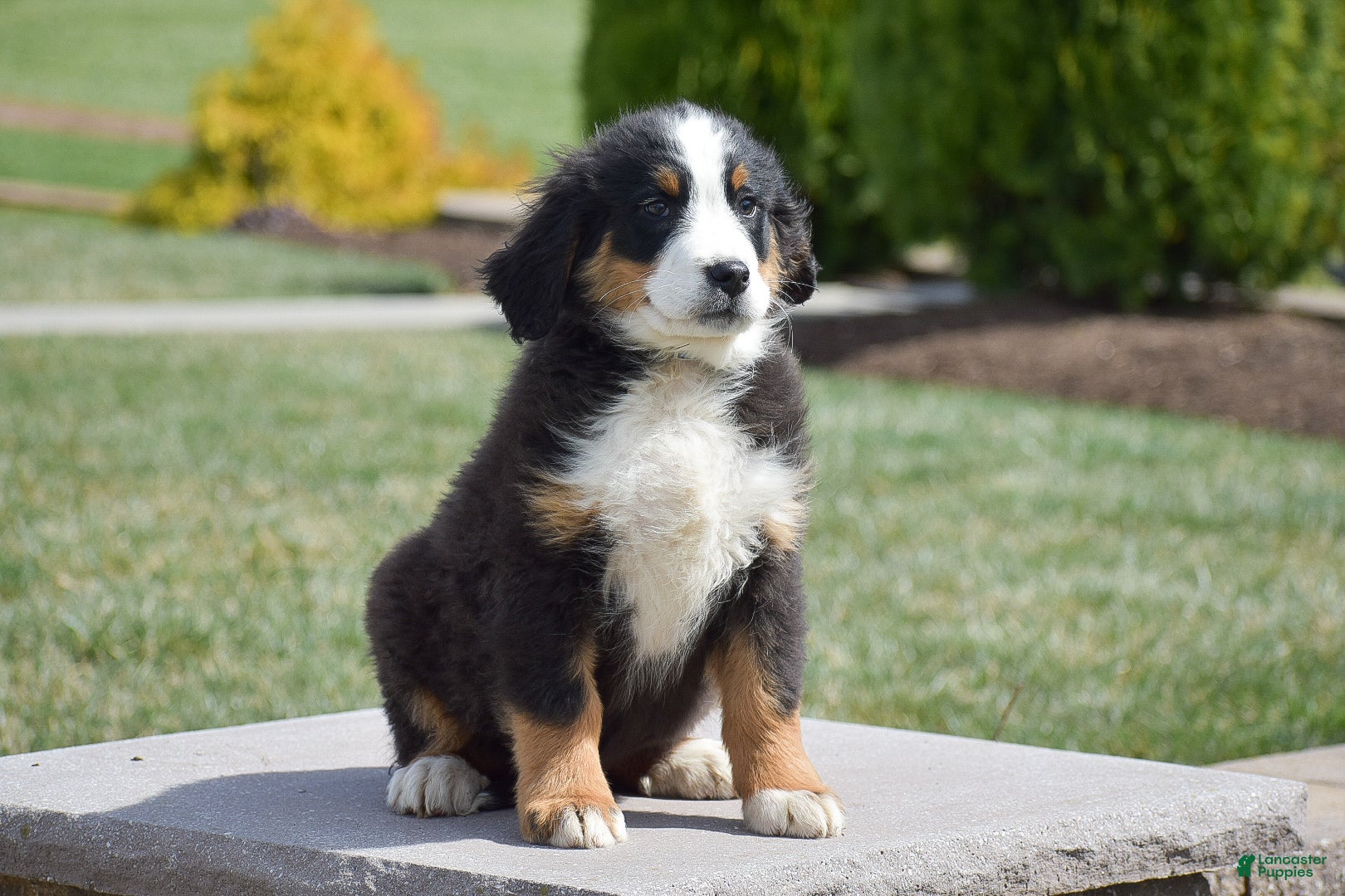 Bernese Mountain Dog dogs Birch - Ad 2