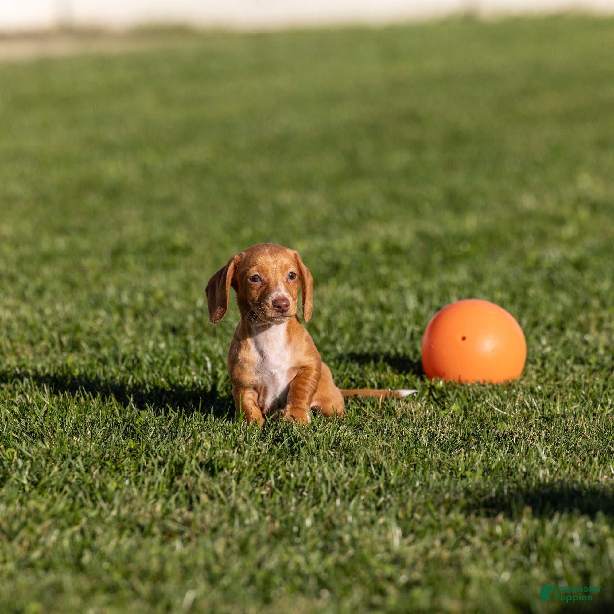 Miniature Dachshund dogs for sale: Clifford - Ad 1