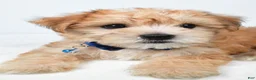 Morkie dogs for sale: Walker - Ad 5