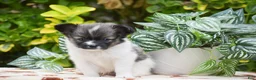 Papillon dogs for sale: Fritz - Ad 3