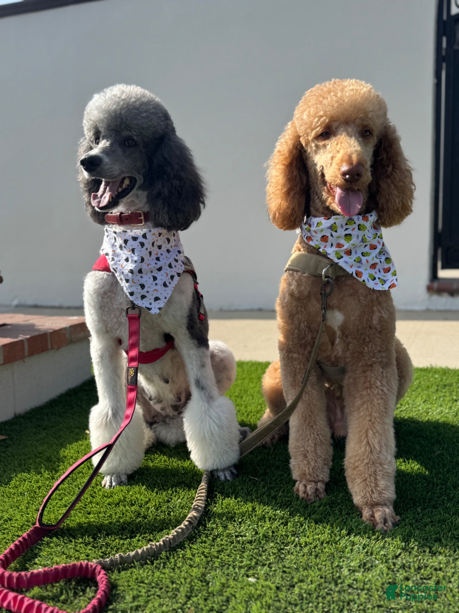 Standard Poodle dogs Standard Poodle Puppy 2 - Ad 2