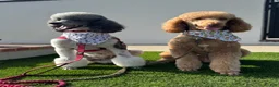 Standard Poodle dogs for sale: Standard Poodle Puppy 7 - Ad 2