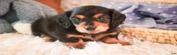 Miniature Dachshund dogs for sale: Dusty - Ad 5