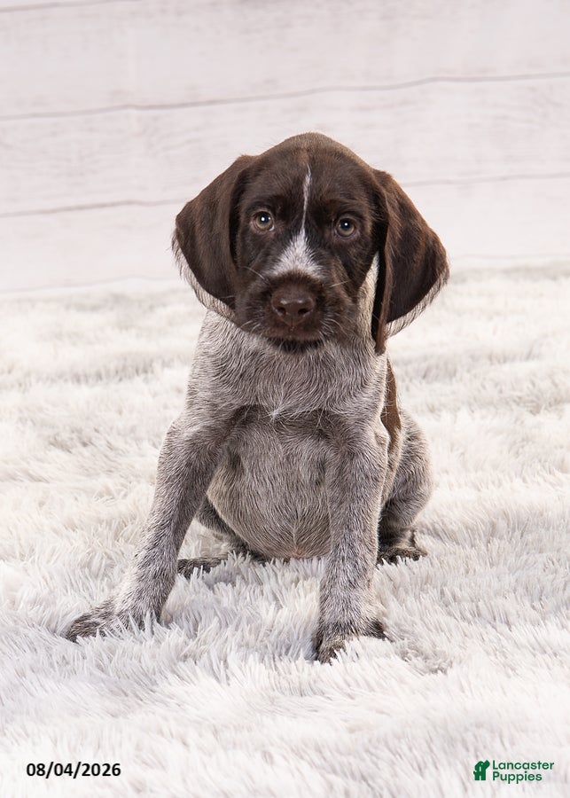 Mixed Breed dogs Ruger - Ad 2