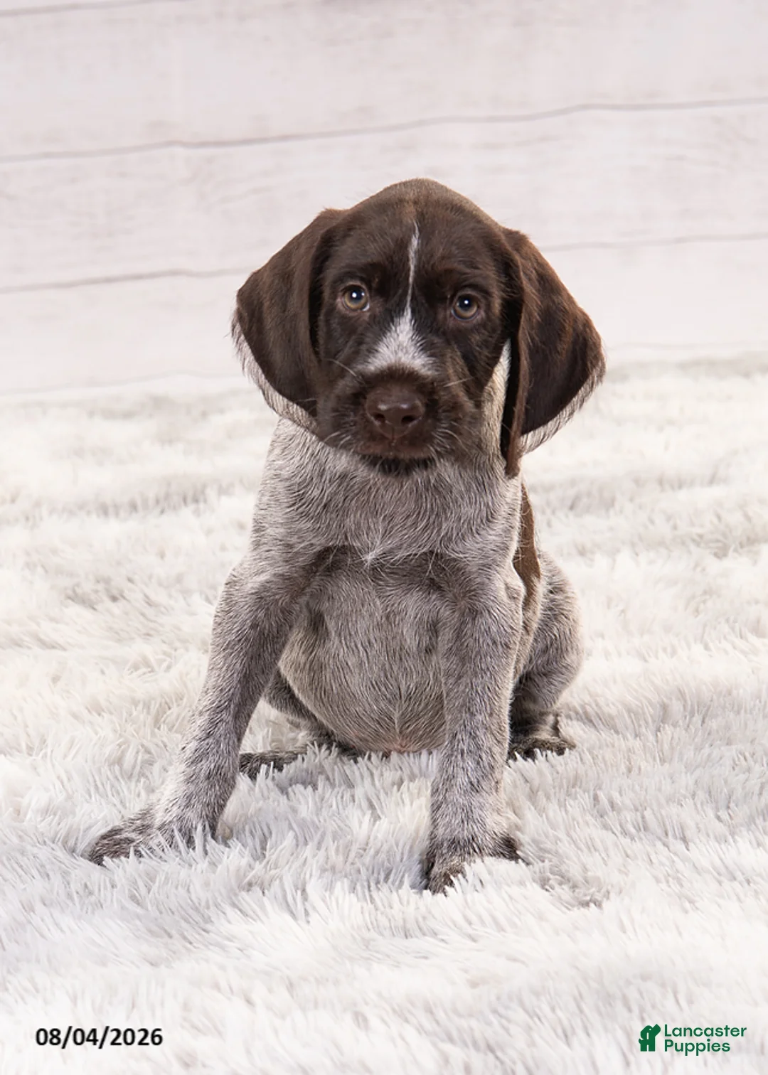 Mixed Breed dogs for sale: Ruger - Ad 2