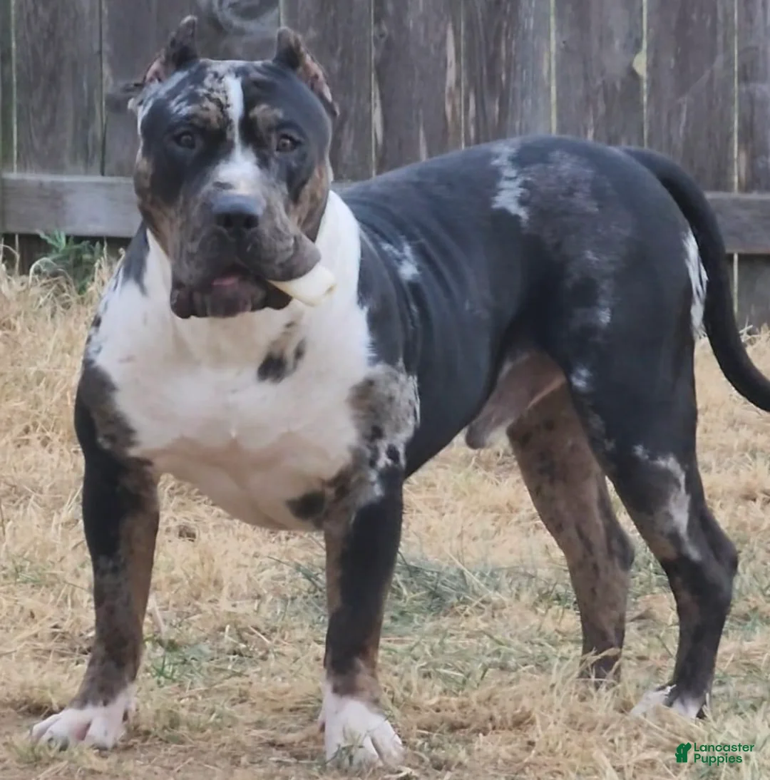American Bully dogs for sale: Poncho  - Ad 3