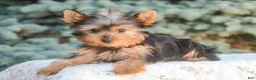 Yorkshire Terrier dogs for sale: Aspen - Ad 4