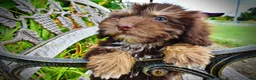 Havapoo dogs for sale: Frisky - Ad 7