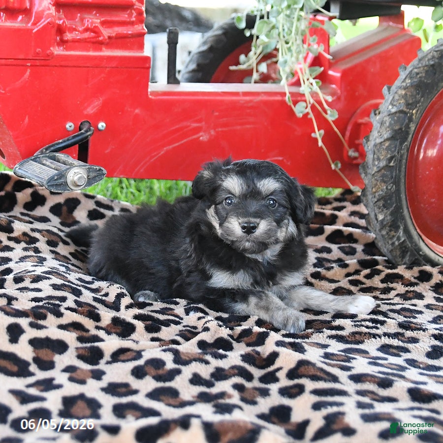 Pomapoo dogs Opal - Ad 1