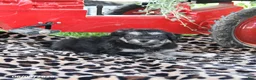Pomapoo dogs for sale: Opal - Ad 1