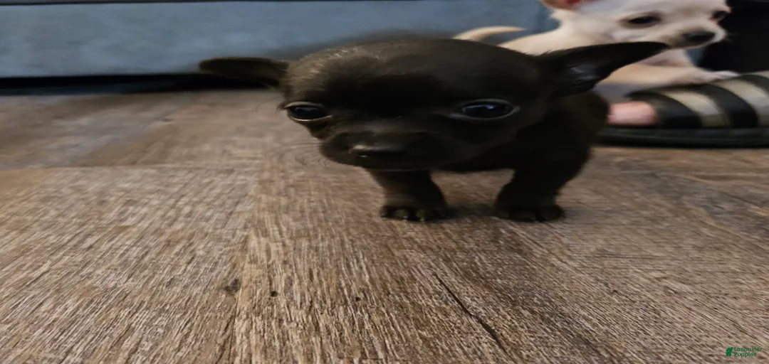 Gallery Image {{count}}