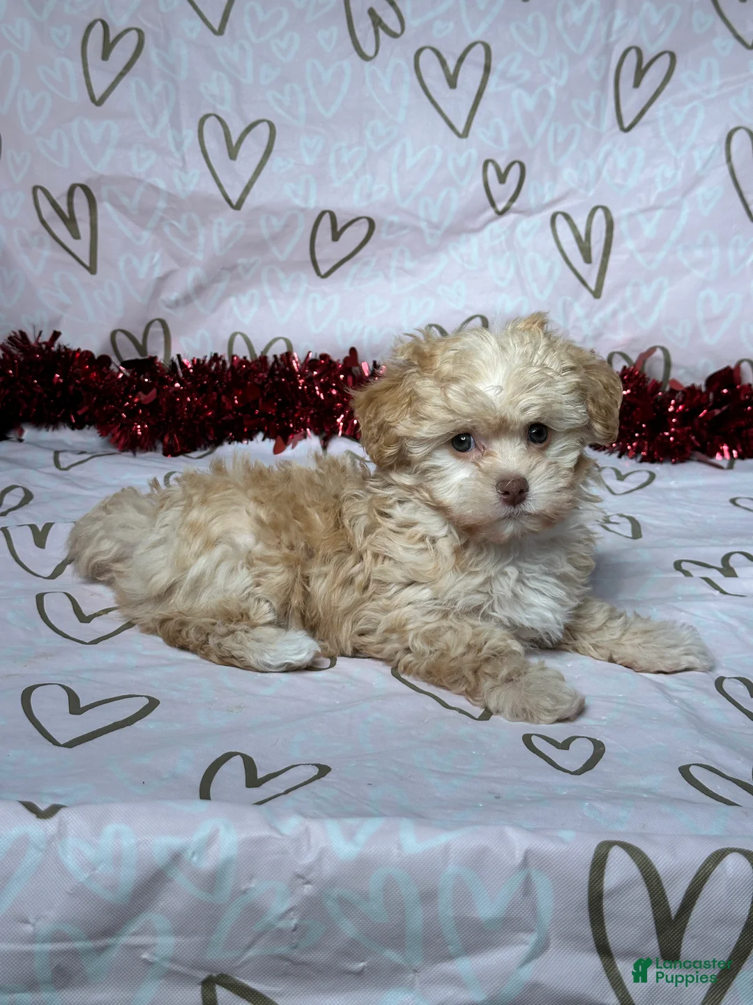 Havapoo dogs for sale: Ava - Ad 5