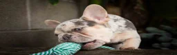 French Bulldog dogs for sale: Spencer 🐾 - Ad 9