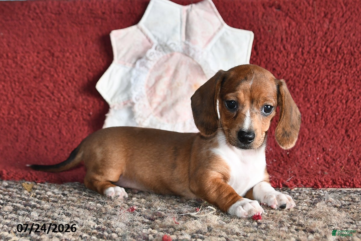 Miniature Dachshund dogs Betty - Ad 1