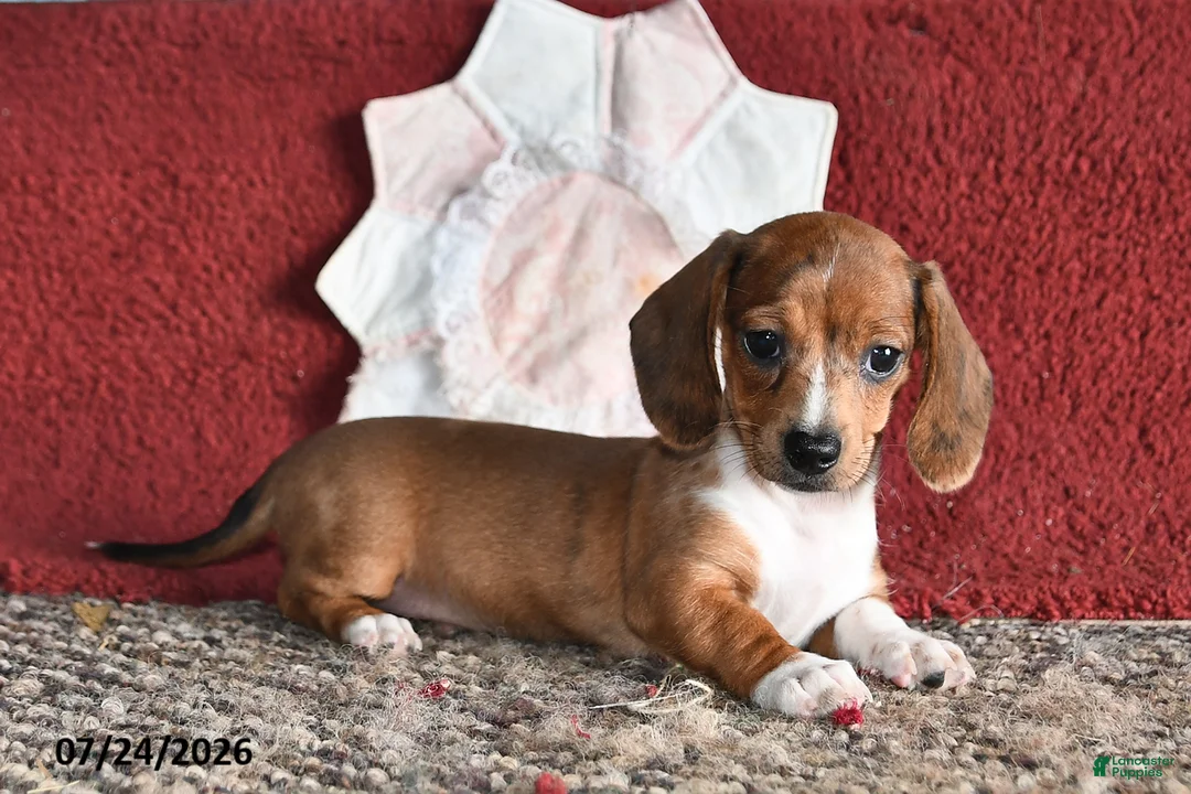 Miniature Dachshund dogs for sale: Betty - Ad 1