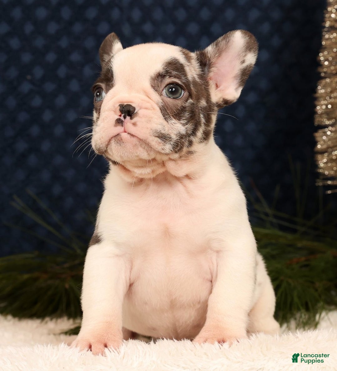 French Bulldog dogs for sale: Jenkins - Ad 2