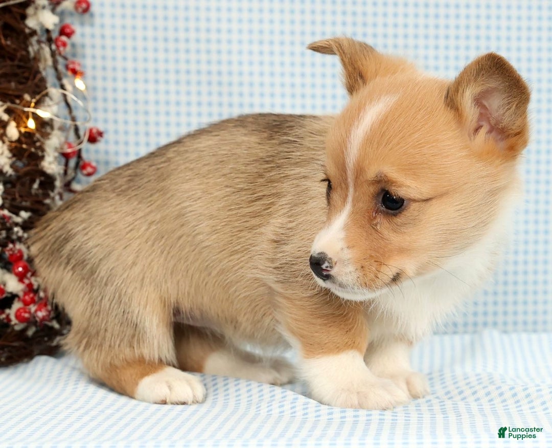 Welsh Corgi Pembroke dogs for sale: Maybelle - Ad 5