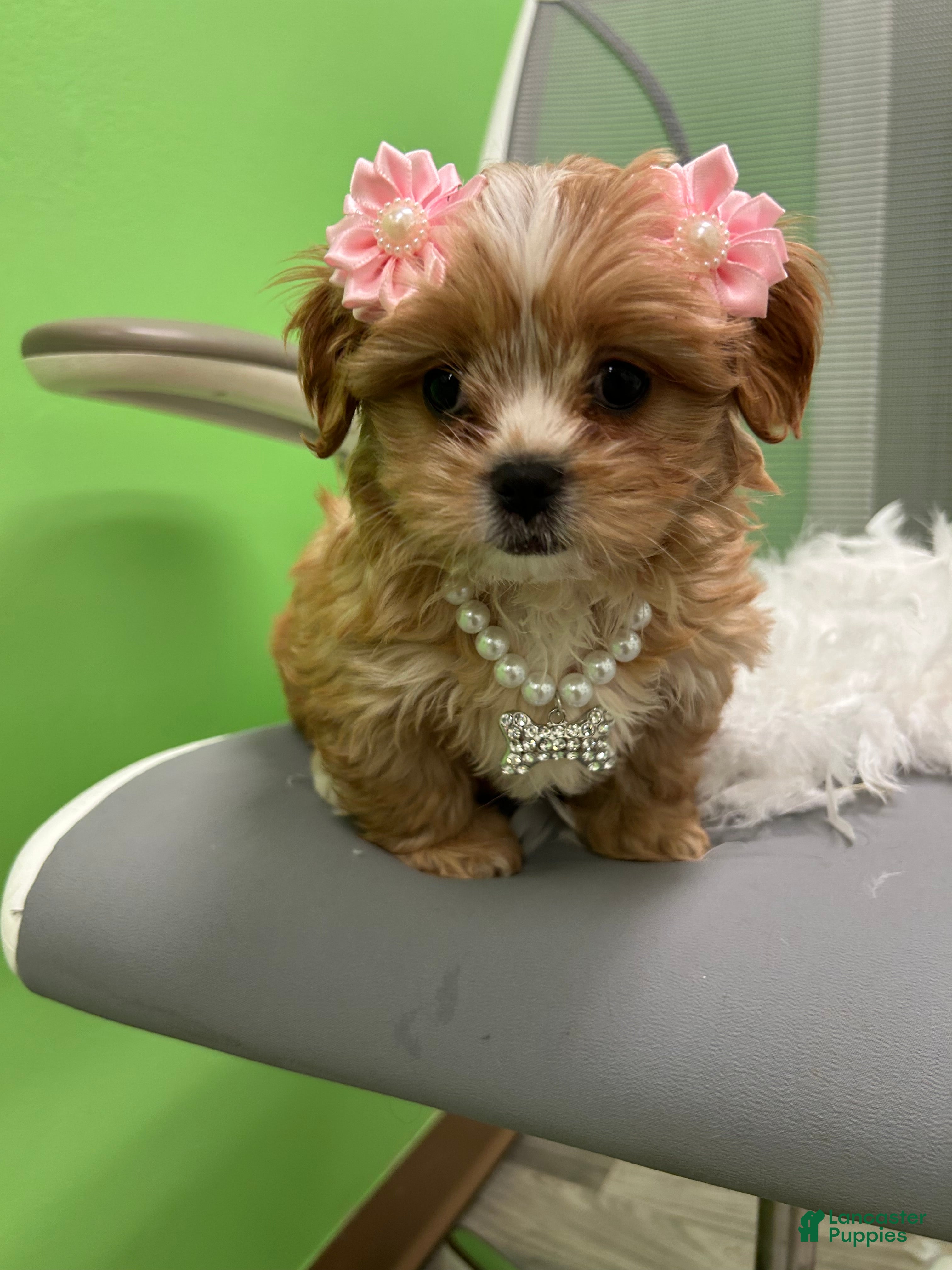 Shihpoo dogs Shihpoo 3 - Ad 42