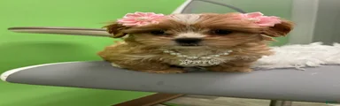 Shihpoo 3