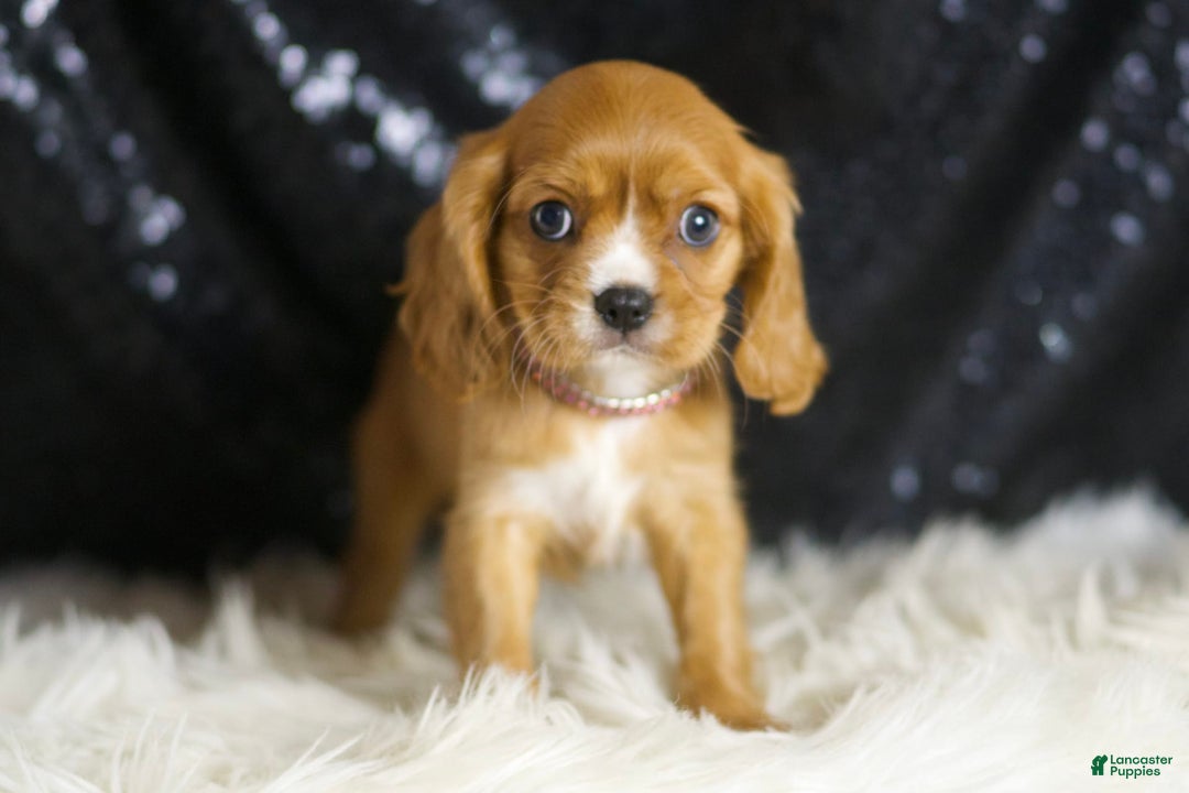 Cavalier King Charles Spaniel dogs for sale: Sonoma - Ad 4