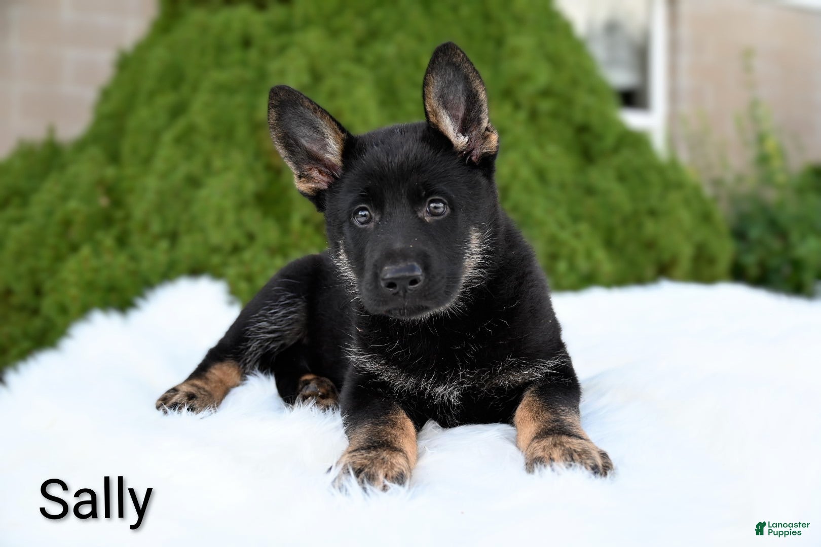 German Shepherd dogs Sally - Ad 2