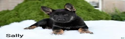 German Shepherd dogs for sale: Sally - Ad 2