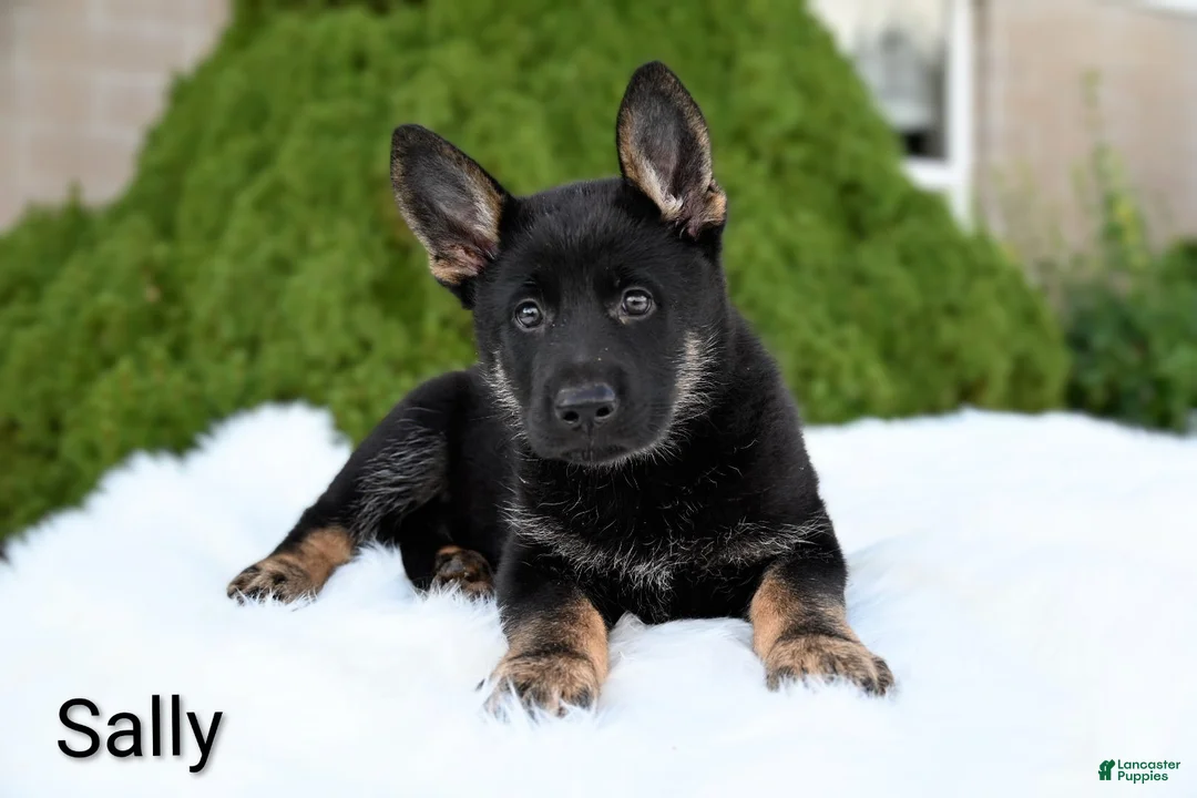 German Shepherd dogs for sale: Sally - Ad 2