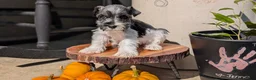 Miniature Schnauzer dogs for sale: Chloe  - Ad 7