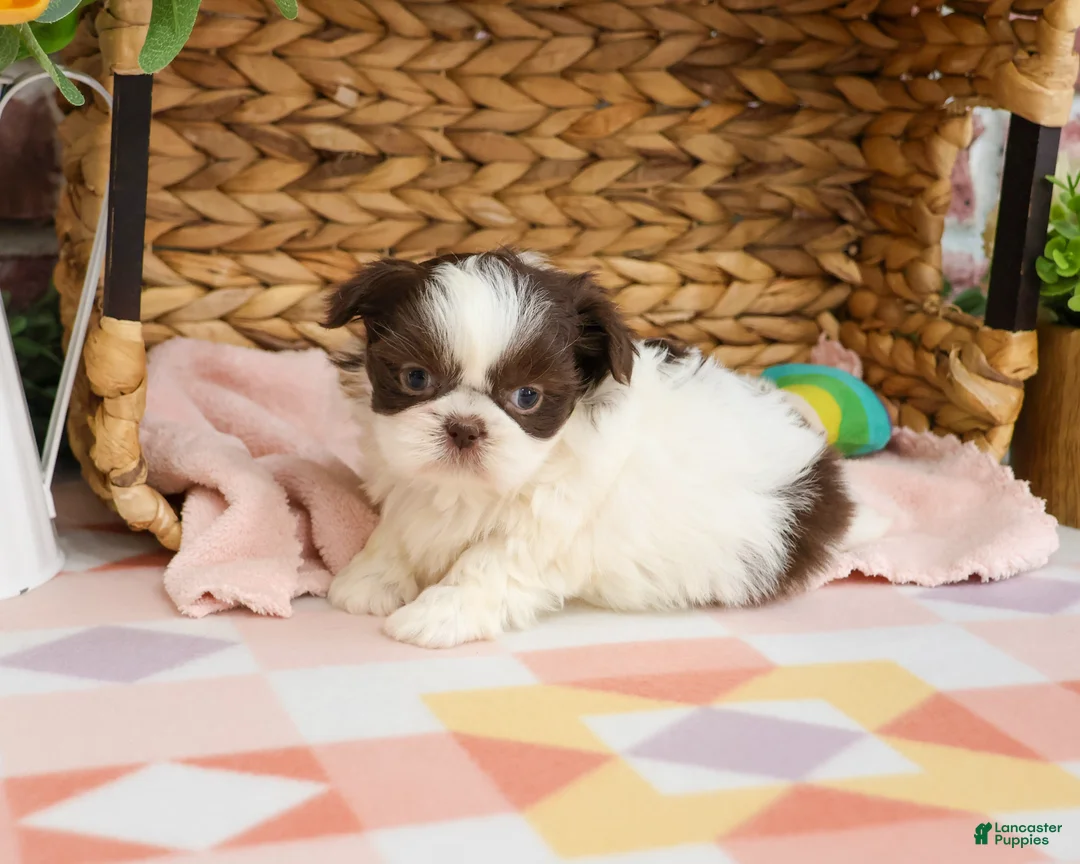 Shih Tzu dogs for sale: Alani  - Ad 1