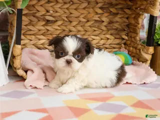 Shih Tzu dogs Alani - Ad 34