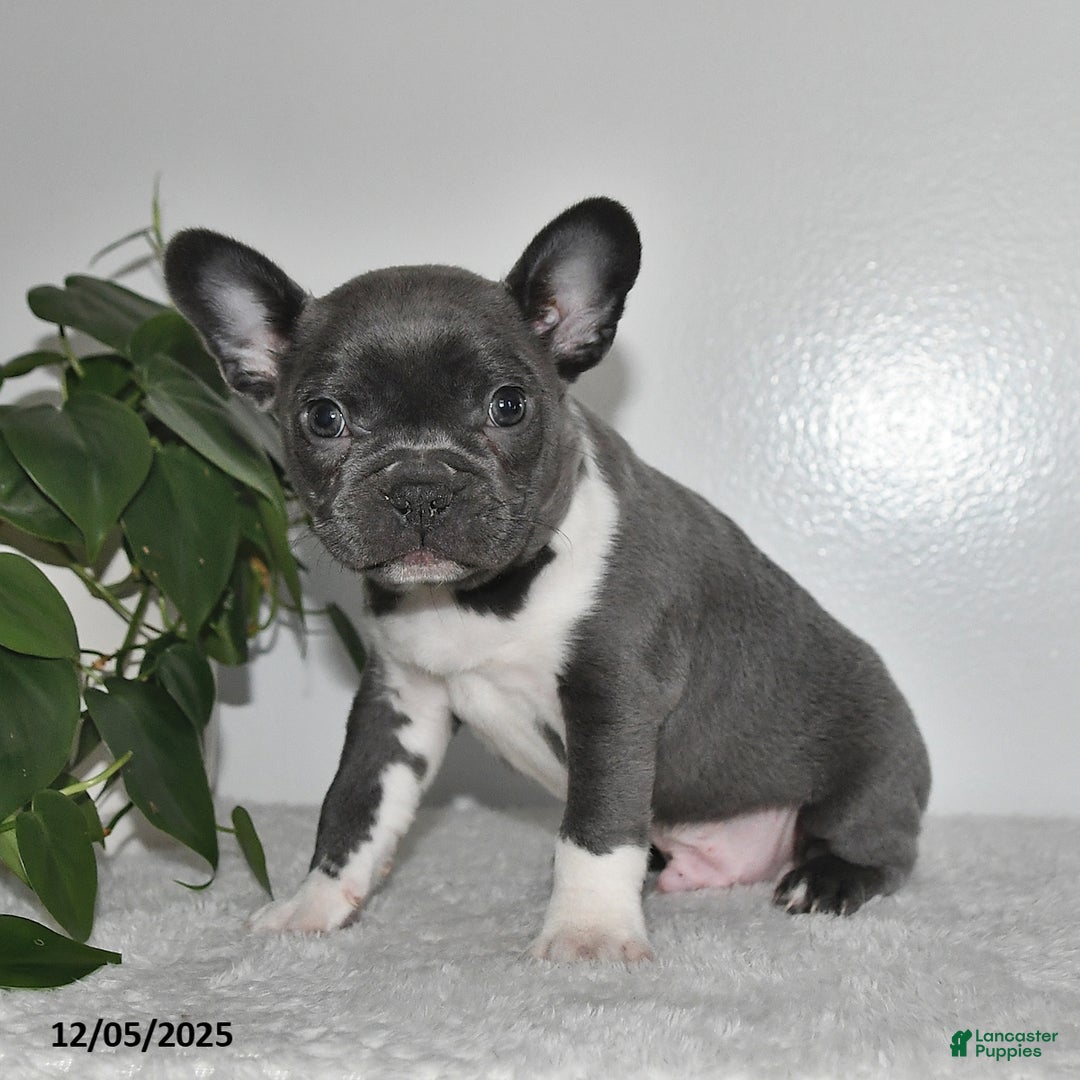 Frenchton dogs for sale: Dustin - Ad 2