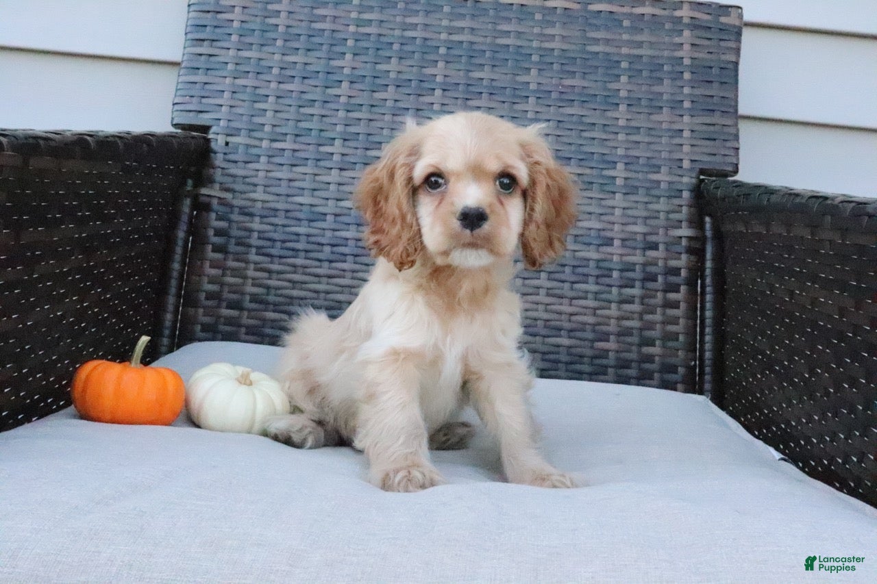 Cocker Spaniel dogs for sale: Ember - Ad 2