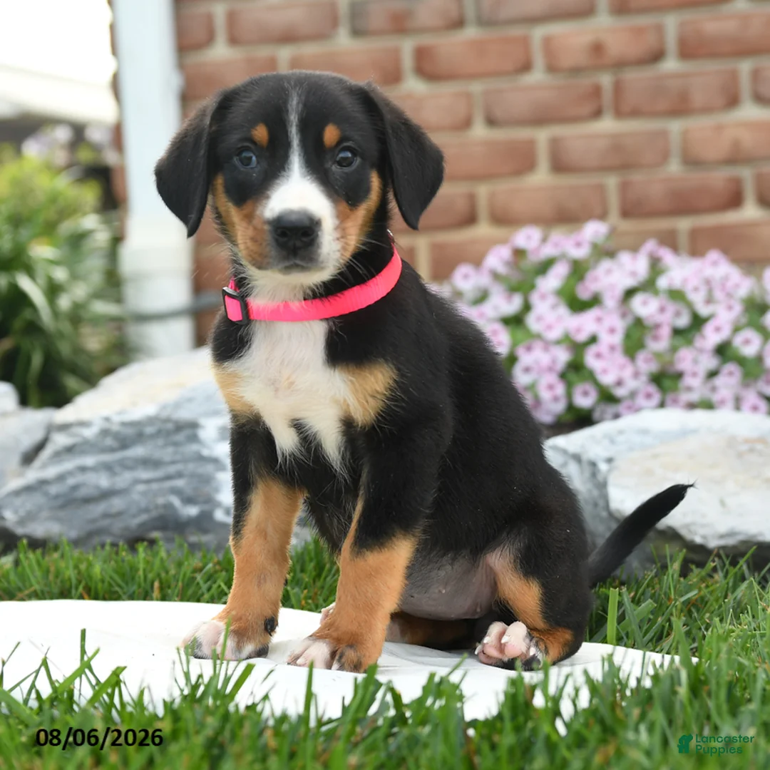 Greater Swiss Mountain Dog dogs for sale: Puddles - Ad 2