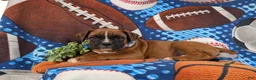 Boxer dogs for sale: Ozzie - Ad 5
