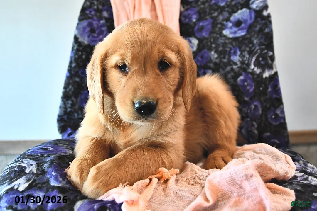 Golden Retriever dogs for sale: Caramel - Ad 1