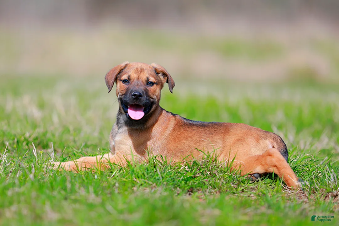 Mixed Breed dogs for sale: Falcon - European Doberdane - Ad 2