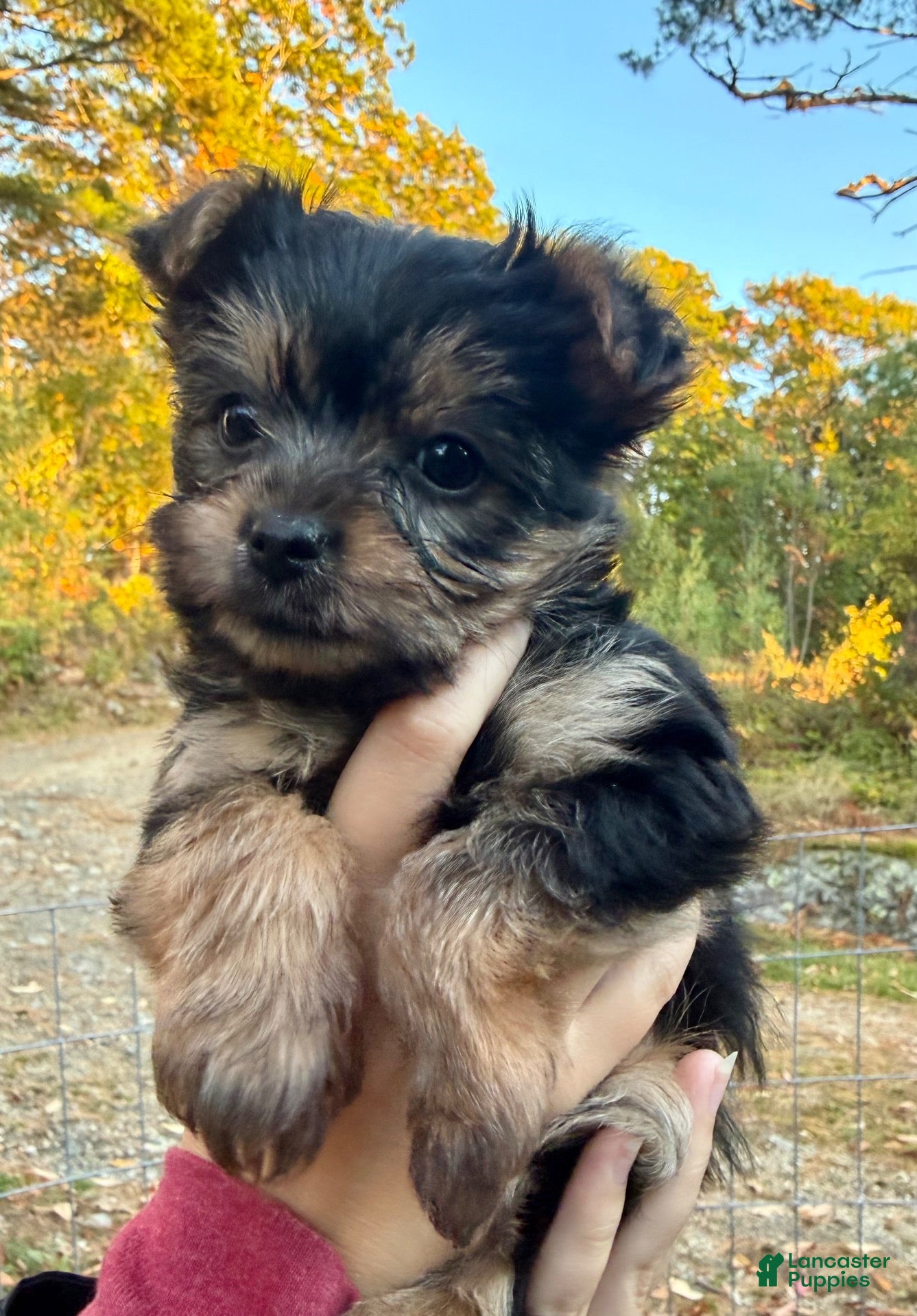 Yorkiepoo dogs for sale: Yorkiepoo female  - Ad 2
